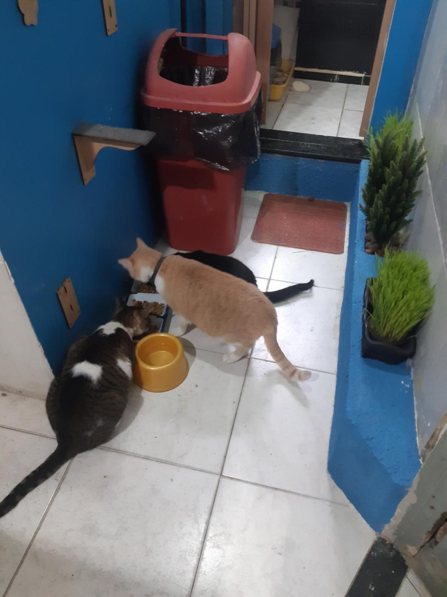 Sapucali Hostel Privativo - Rio de Janeiro — Photos 3